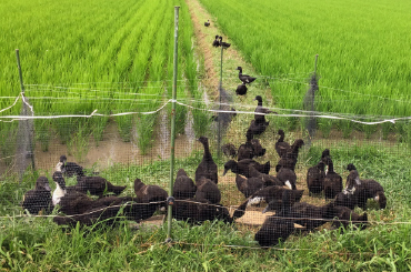 アイガモ農法　アイガモと水田