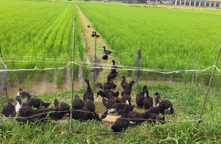 アイガモ農法　アイガモと水田　さわだ農園