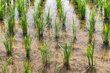 有機肥料のみの水田