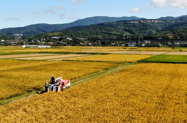 さわだ農園の田んぼの写真