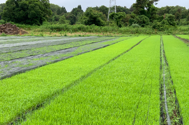 澤田農園　苗箱