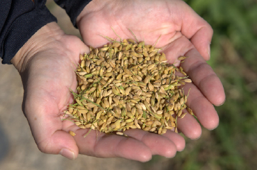 採れたてのお米