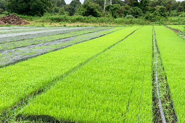 澤田農園　苗床