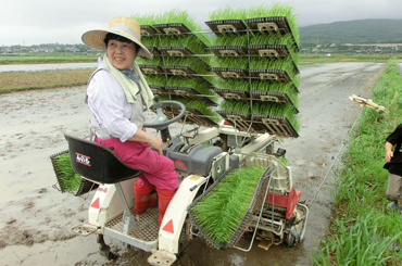 田植え